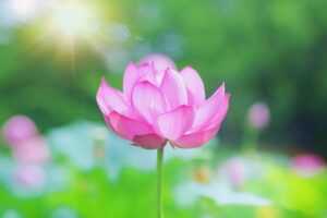 花開したハスの花