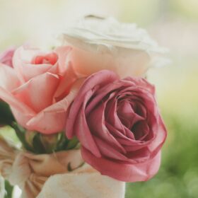 バラの花